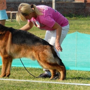 Предлагаются на продажу щенки немецкой овчарки.