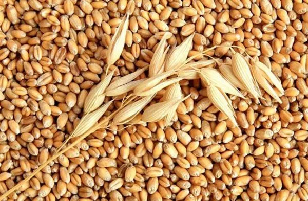 Куплю пшеницу продовольственную 
